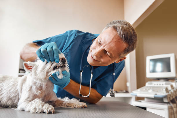  East Northport, NY Emergency Dentist Pros
